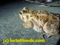 /home//u458753944/public_html/sourcegallery//////Roxborough Toad Detour/2013-2019/2013/2013-04-09/P1120074.JPG